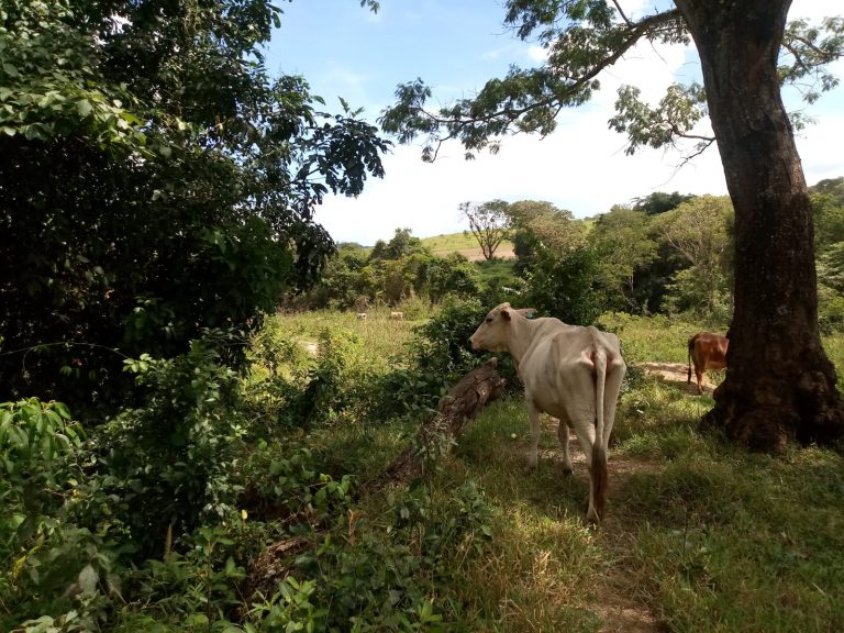 Vende-se excelente Fazenda, região Palmital Vende-se excelente Fazenda, região Palmital
