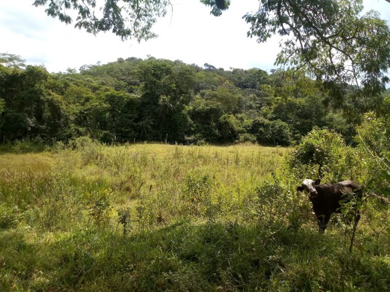 Vende-se excelente Fazenda, região Palmital Vende-se excelente Fazenda, região Palmital
